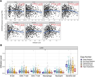 Expression and Gene Regulation Network of Adenosine Receptor A2B in Lung Adenocarcinoma: A Potential Diagnostic and Prognostic Biomarker